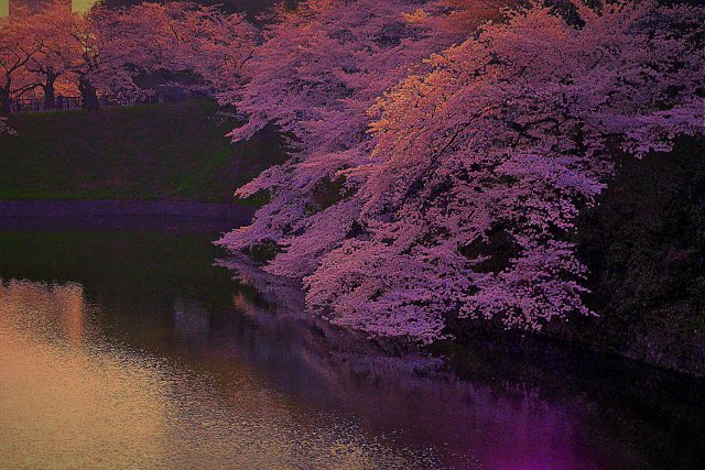 千鳥ヶ淵の桜