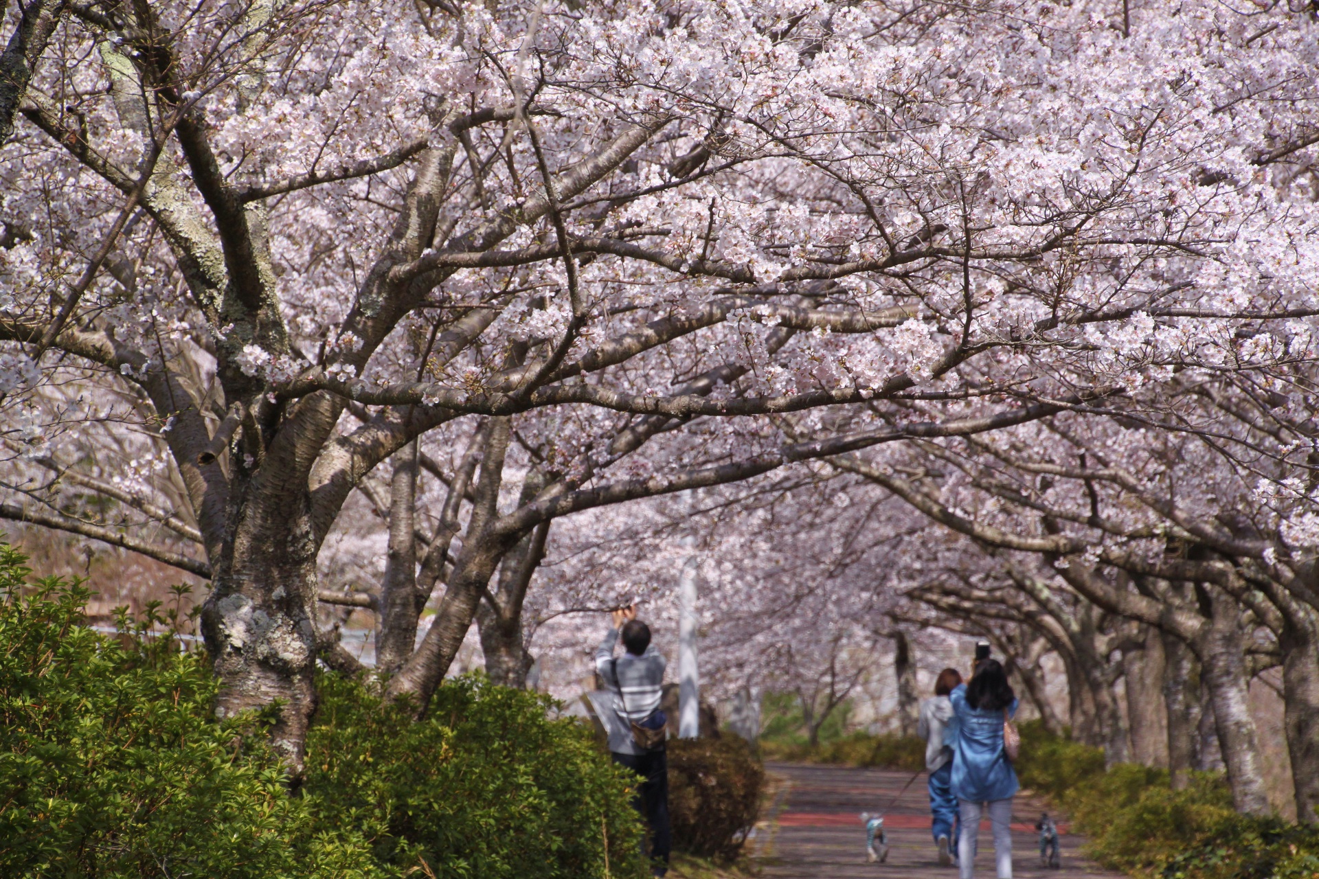 花 植物 これが桜道です 壁紙19x1280 壁紙館