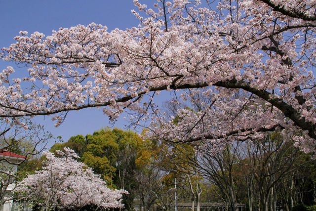 桜のアーチ＠泉北