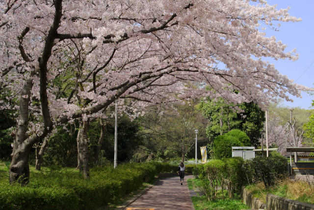 満開の桜＠泉北