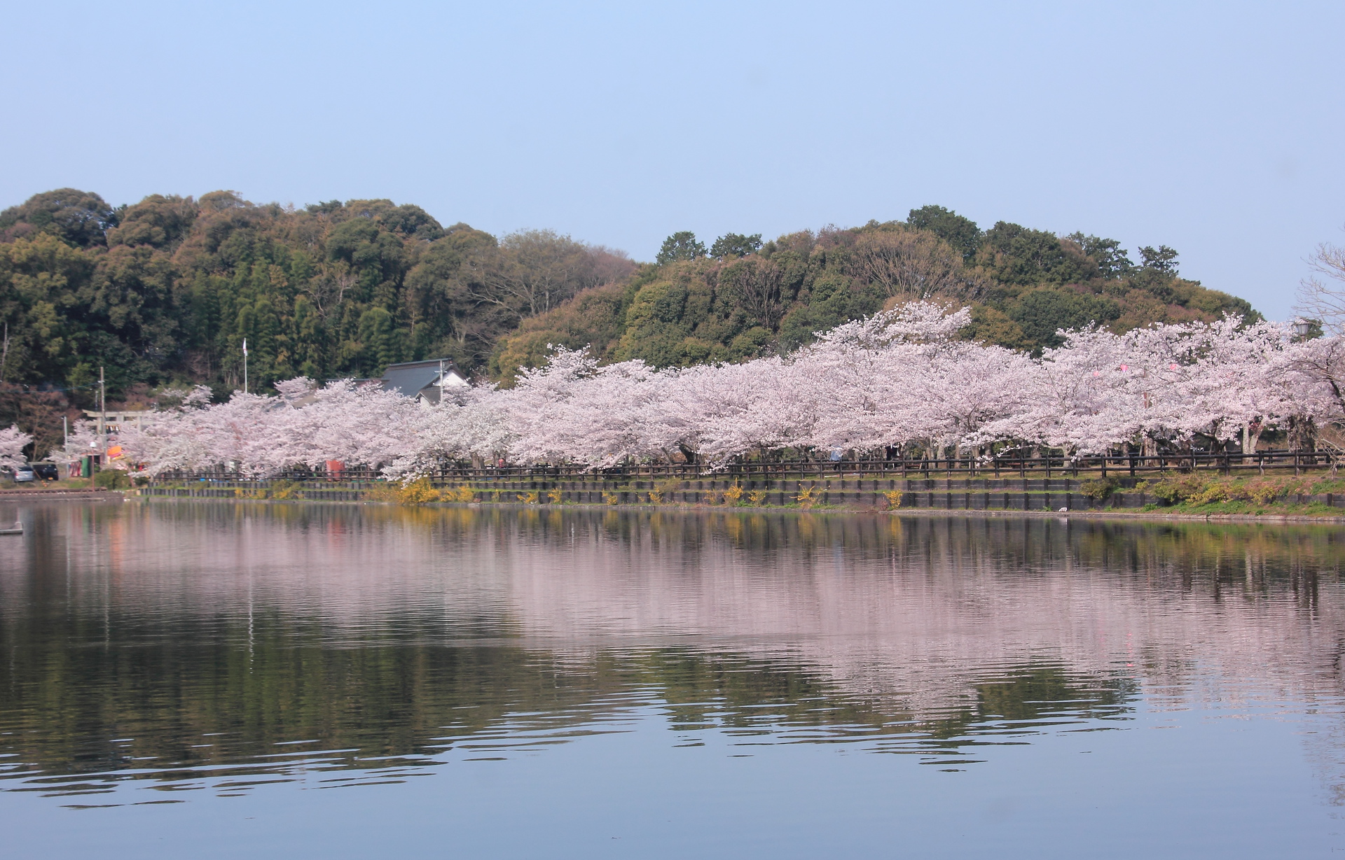 花 植物 亀鶴公園の桜並木 壁紙19x1229 壁紙館