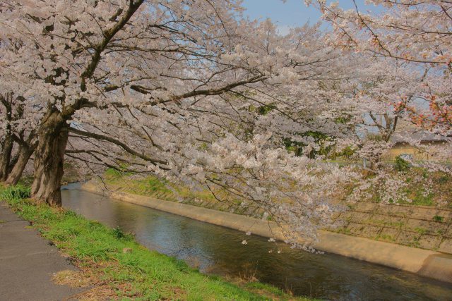 桜咲く吉野瀬川