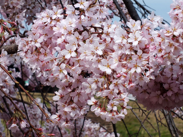 満開の枝垂れ桜