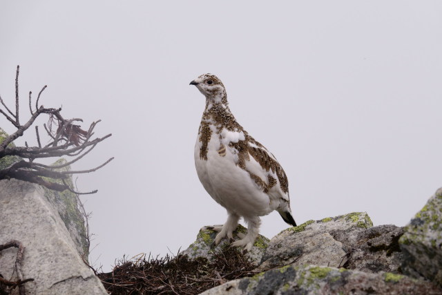 常念岳のチビ雷鳥12