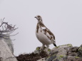 常念岳のチビ雷鳥12