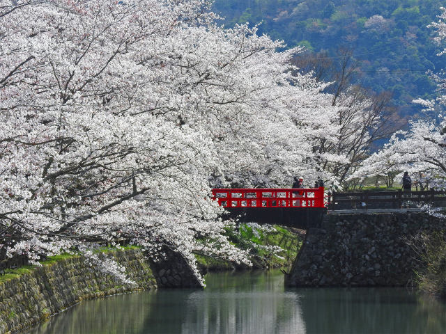 桜の季節11