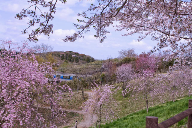 さくらの山公園