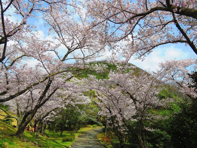 六甲山中腹甲山の桜満開