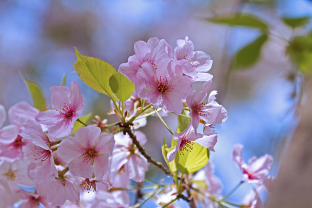 桜(ソトオリヒメ)