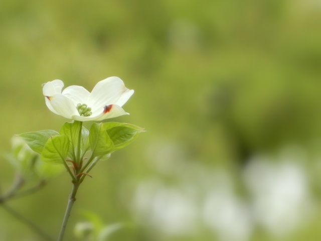 花水木が咲き始めました