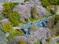 山下公園 見下ろす桜