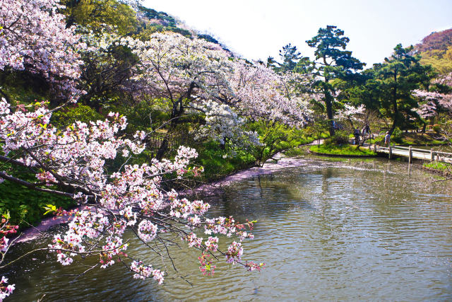 春爛漫の三渓園