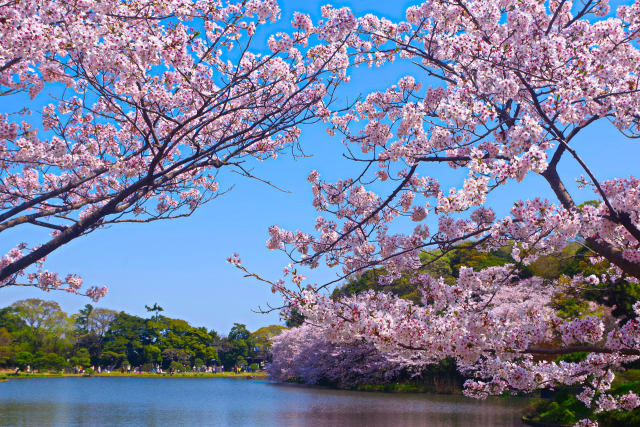 三渓園 大池と桜