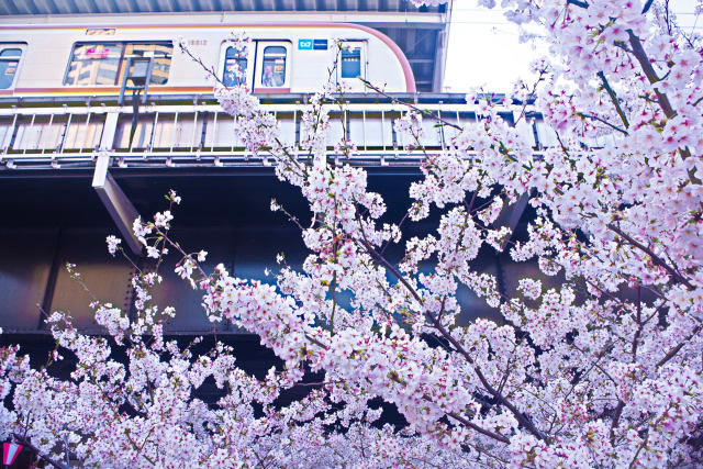 目黒川の桜と副都心線車両