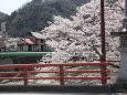 温泉地の桜