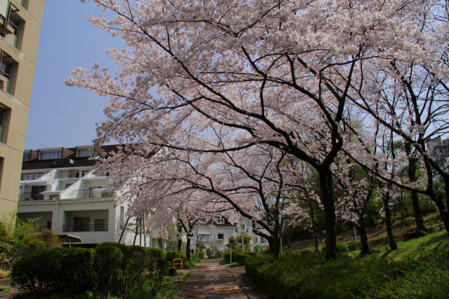 桜のトンネル＠泉北