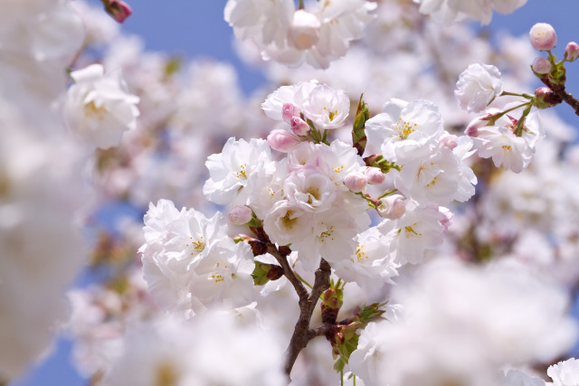 桜(松月)