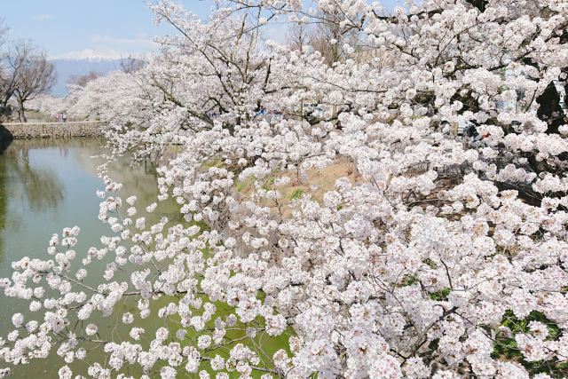 松本の桜満開