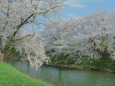 吉野瀬川と満開の桜