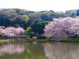 三渓園 春景色