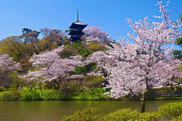  三重塔と桜