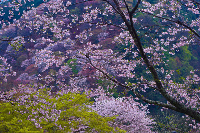 吉野山の春