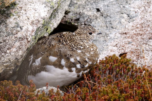 前常念岳の雌雷鳥4