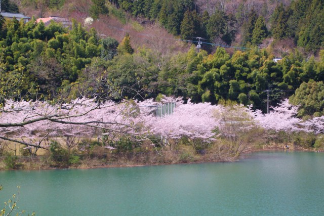 水辺の桜