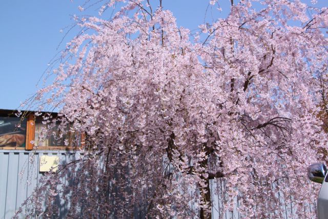 道端のしだれ桜