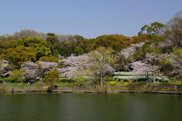 宴の桜を映す池＠泉北