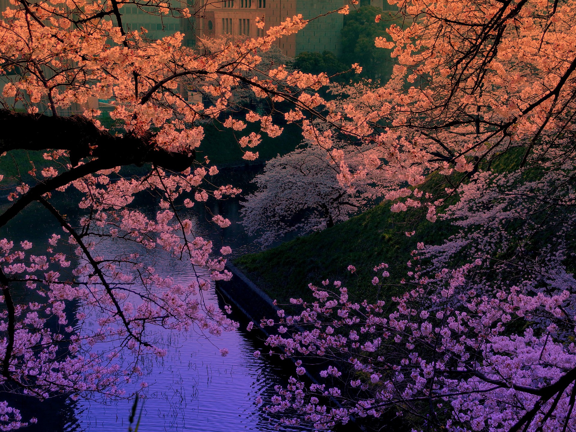 日本の風景 桜のグラデーション 壁紙19x1440 壁紙館