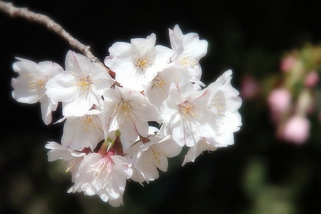 八重左近桜