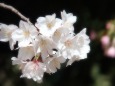 八重左近桜