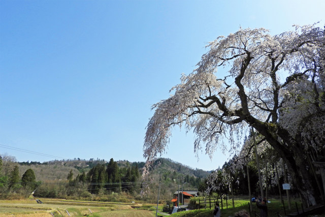 桜の季節15-山里の枝垂れ桜