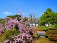 京都御所御庭の紅しだれ桜