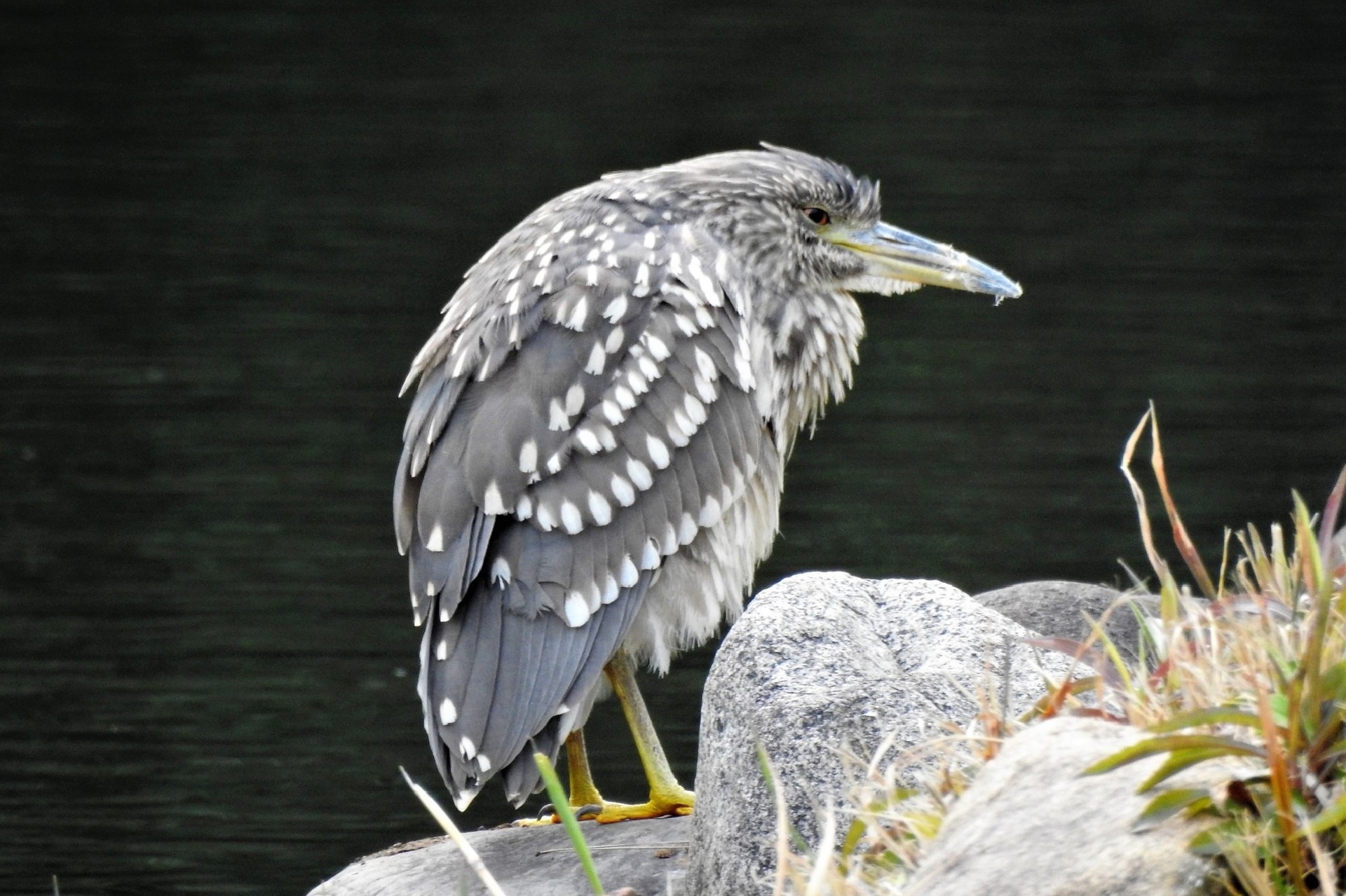 動物 鳥 ペンギン 五位鷺の子供 壁紙19x1279 壁紙館