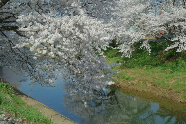 満開の桜と川