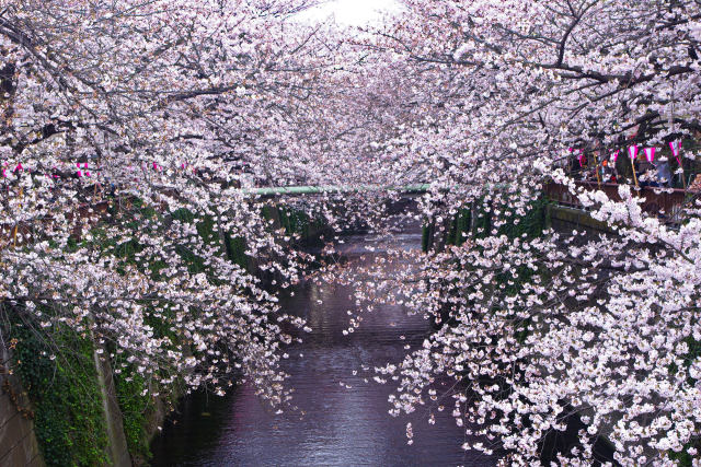 目黒川を彩る桜