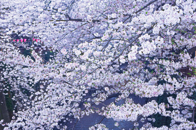 目黒川の桜