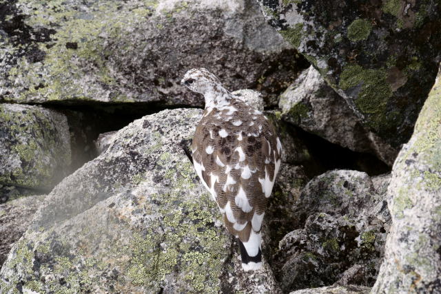 前常念岳の雄雷鳥3