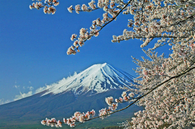 桜と富士山