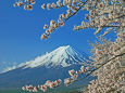 桜と富士山