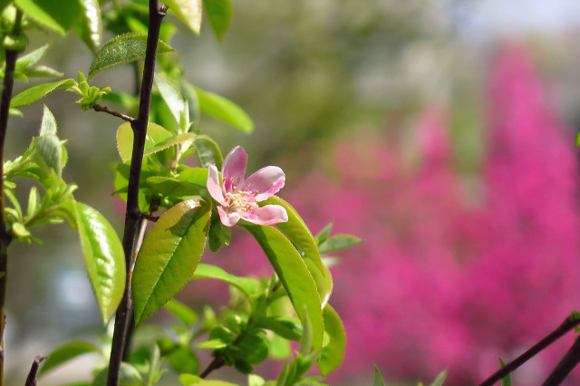 花梨の花