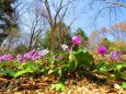 六甲山上の遅い早春の花