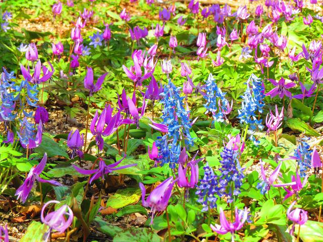 山上に一斉に咲いた早春の花