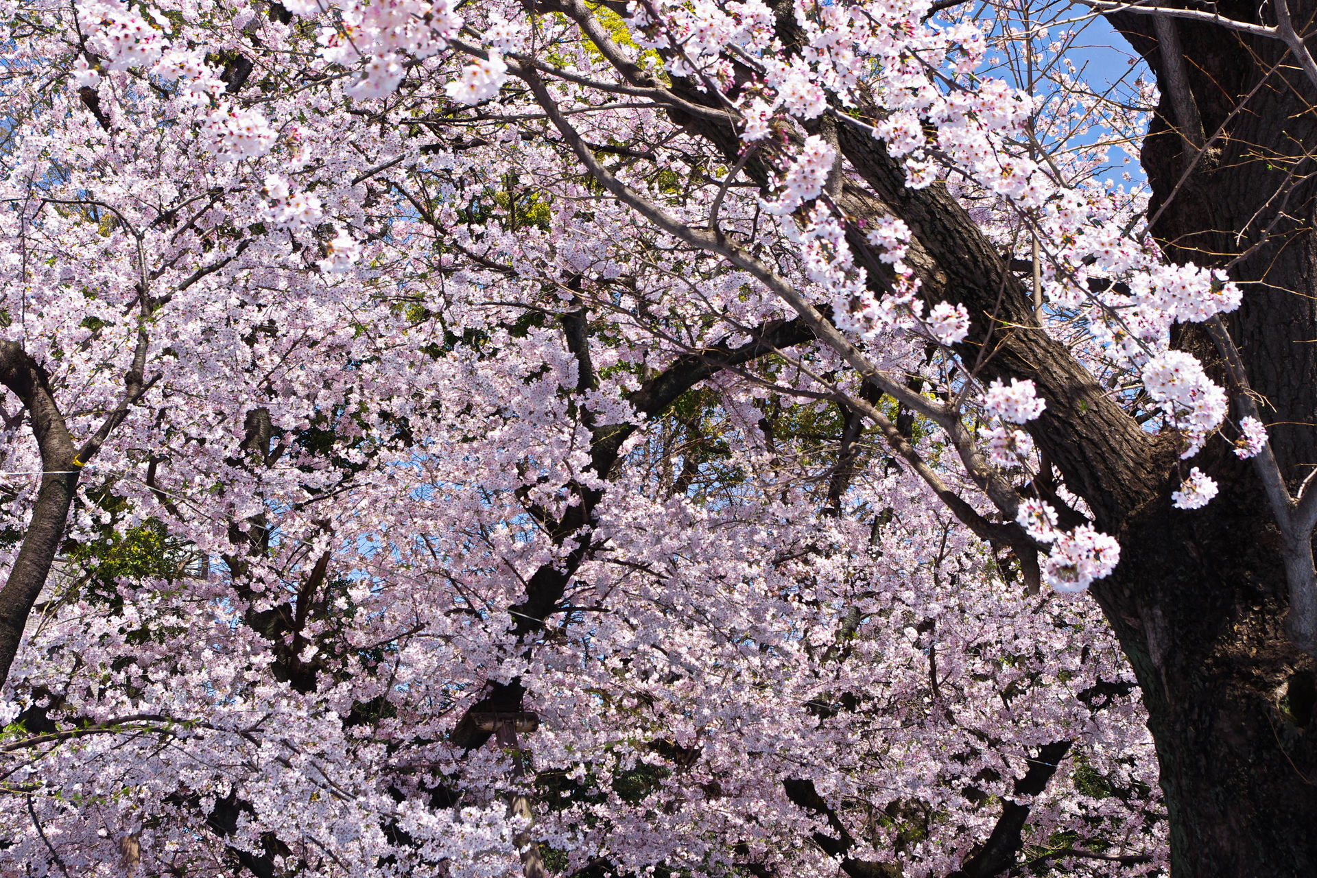 日本の風景 靖国神社の桜 壁紙19x1280 壁紙館