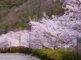 満開の桜並木