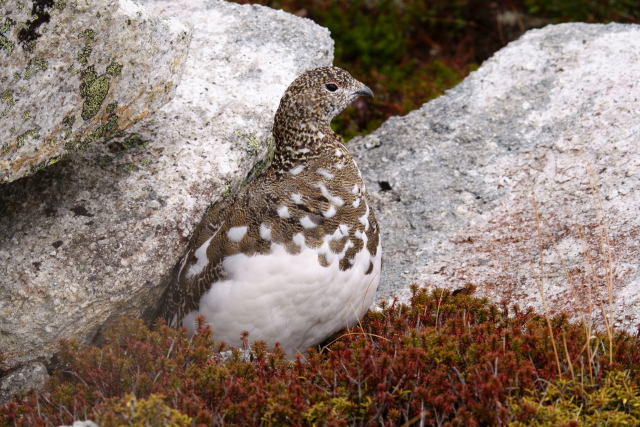 前常念岳の雌雷鳥5