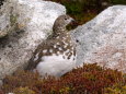 前常念岳の雌雷鳥5