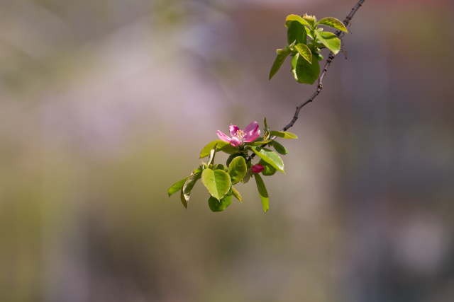 花梨の花